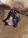 00396-2280 Bat with baby in Kenyalang Cave - photo by Garry K Smith